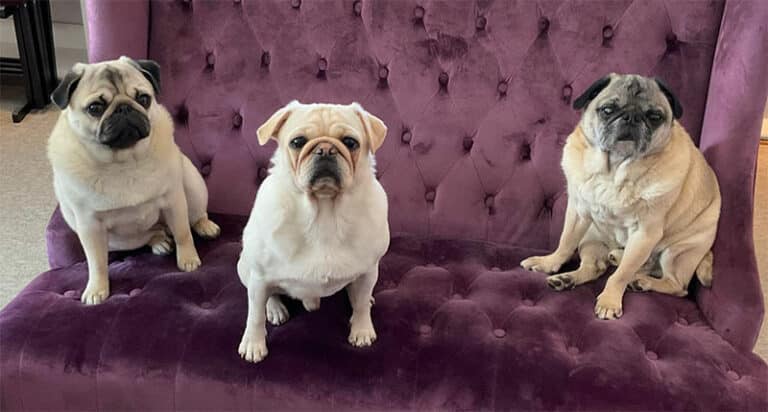 3 pugs sitting on a chair